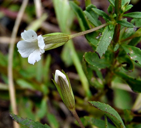 {Mecardonia acuminata}